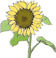 夏の花