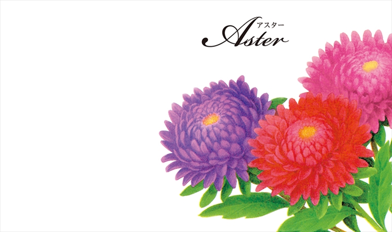 横型イラスト種子（スタンダード）＜花春＞／アスター｜花言葉（美しい思い出）