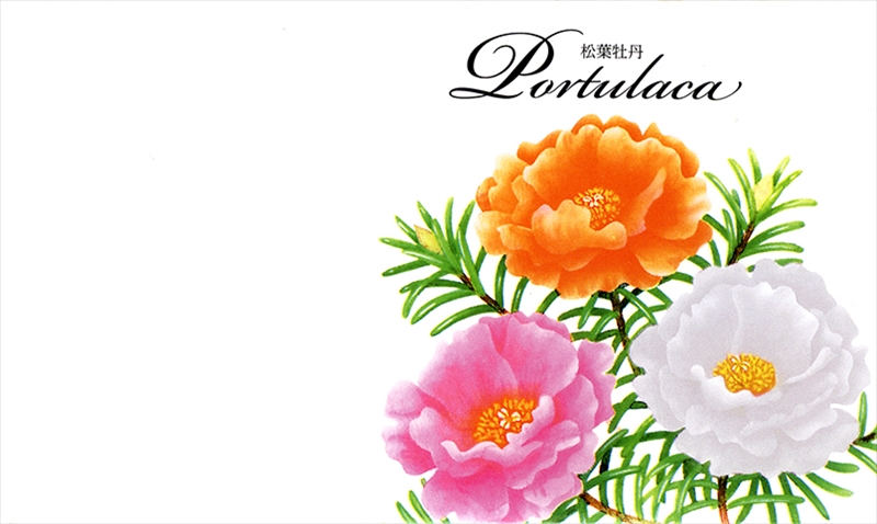 横型イラスト種子（スタンダード）＜花春＞／松葉牡丹｜花言葉（可憐　無邪気）