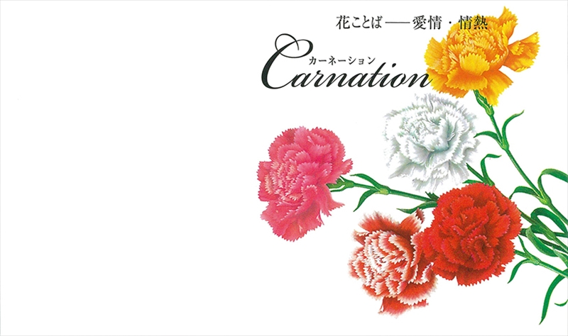 横型イラスト種子（プレミアム）／カーネーション｜花言葉（純粋な愛情　感動）