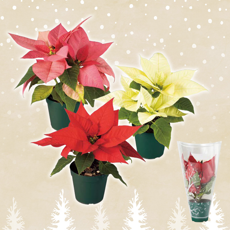 ミニポインセチア