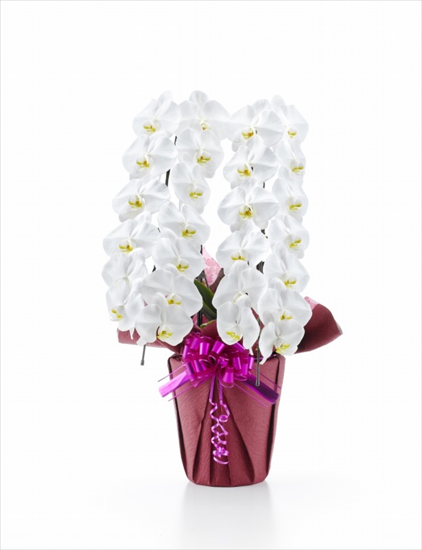 胡蝶蘭　白大輪　２本立ち　２６輪以上(つぼみ込み)