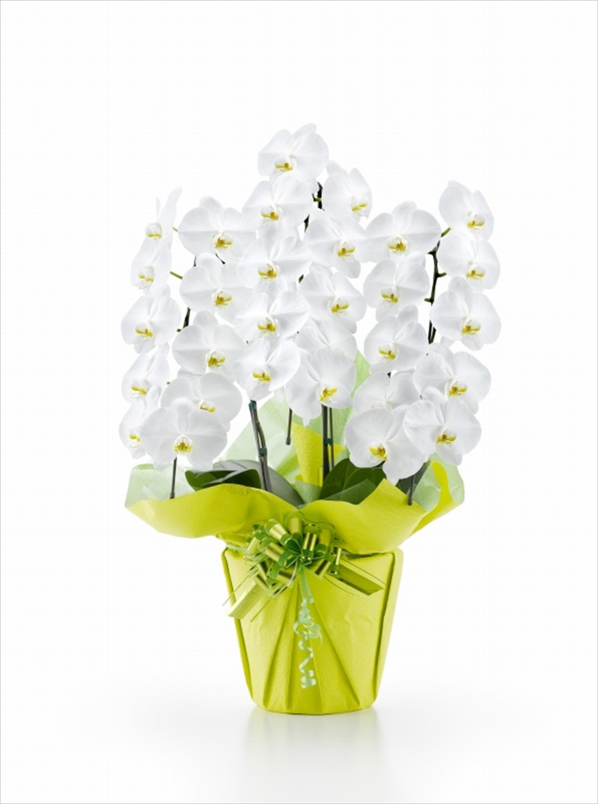 胡蝶蘭　白大輪　３本立ち　３０輪以上(つぼみ込み）