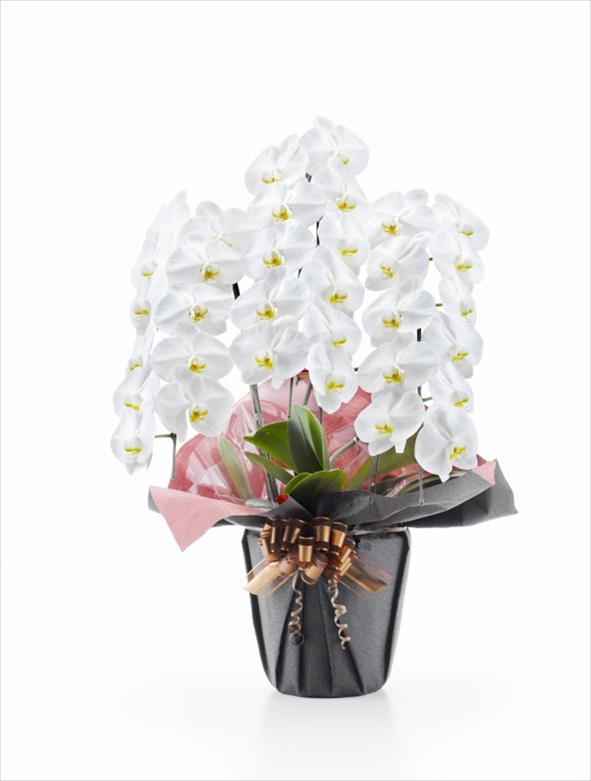 胡蝶蘭　白大輪　３本立ち　３３輪以上(つぼみ込み）