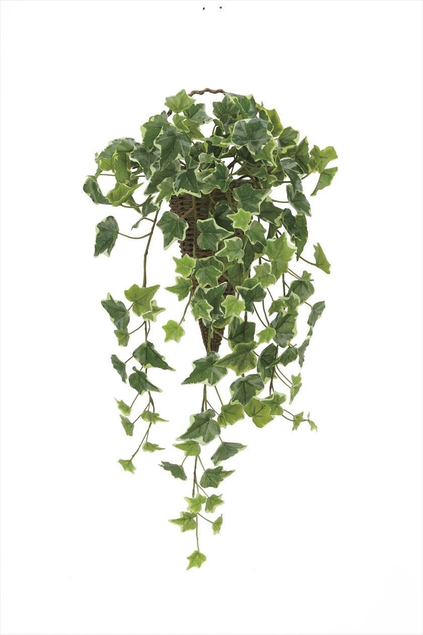 壁掛け斑入りｱｲﾋﾞｰ ※人工植物です。生花ではございません。