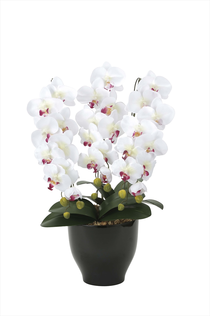 胡蝶蘭ｾﾘ-ｽW/AB ※人工植物です。生花ではございません。