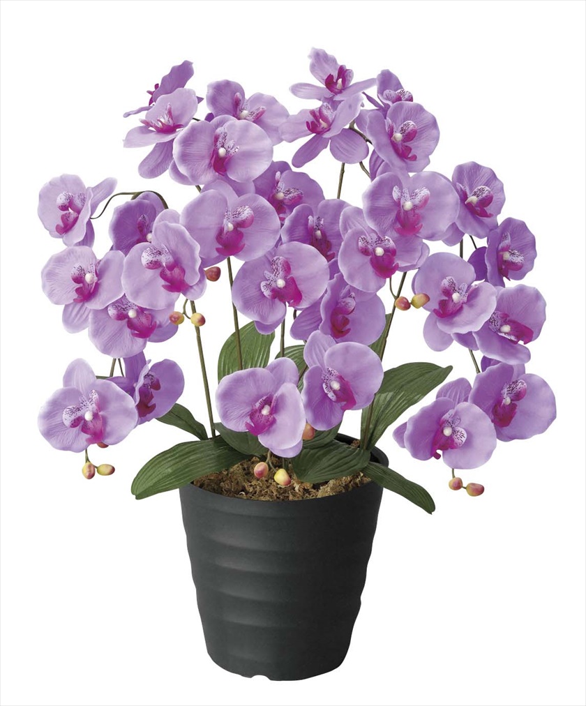 ｴﾝｼﾞｪﾙ胡蝶蘭L ※人工植物です。生花ではございません。