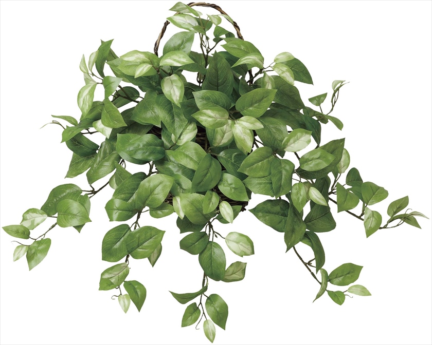 壁掛けﾎﾔ ※人工植物です。生花ではございません。