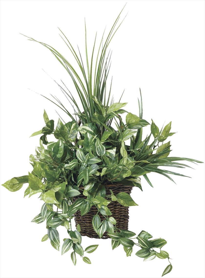 壁掛けﾅﾁｭﾗﾙｸﾞﾗｽ ※人工植物です。生花ではございません。