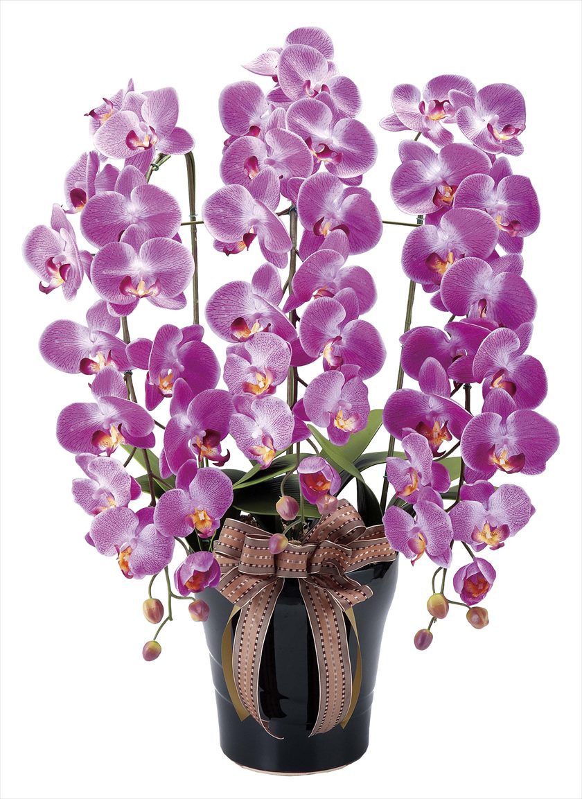 ﾛｲﾔﾙ胡蝶蘭L ※人工植物です。生花ではございません。