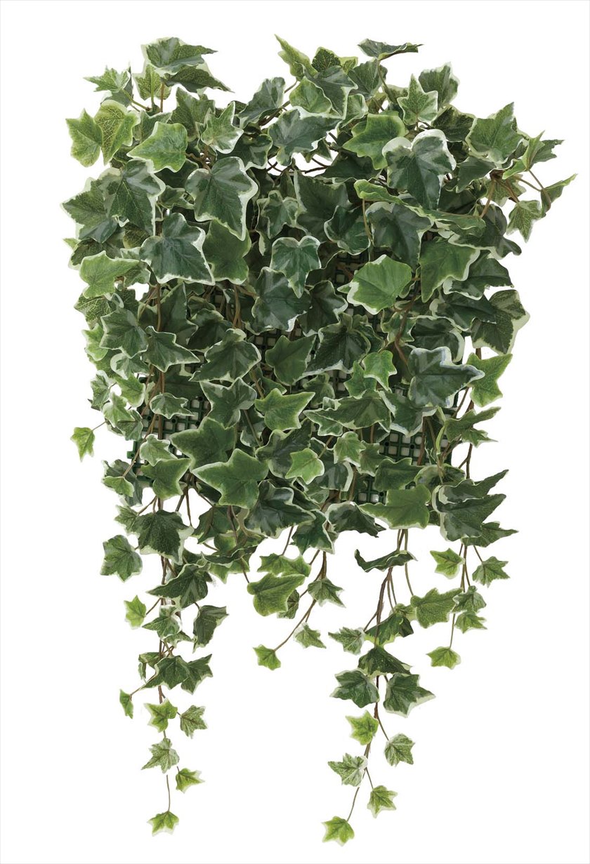 壁面緑化斑入りｱｲﾋﾞ- ※人工植物です。生花ではございません。