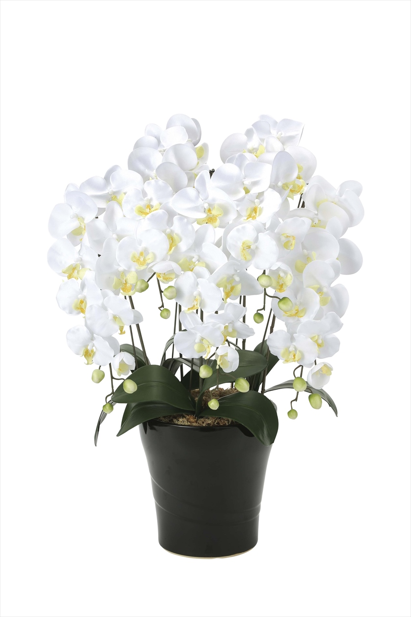 ｸｲ-ﾝ胡蝶蘭5本立Ｗ ※人工植物です。生花ではございません。