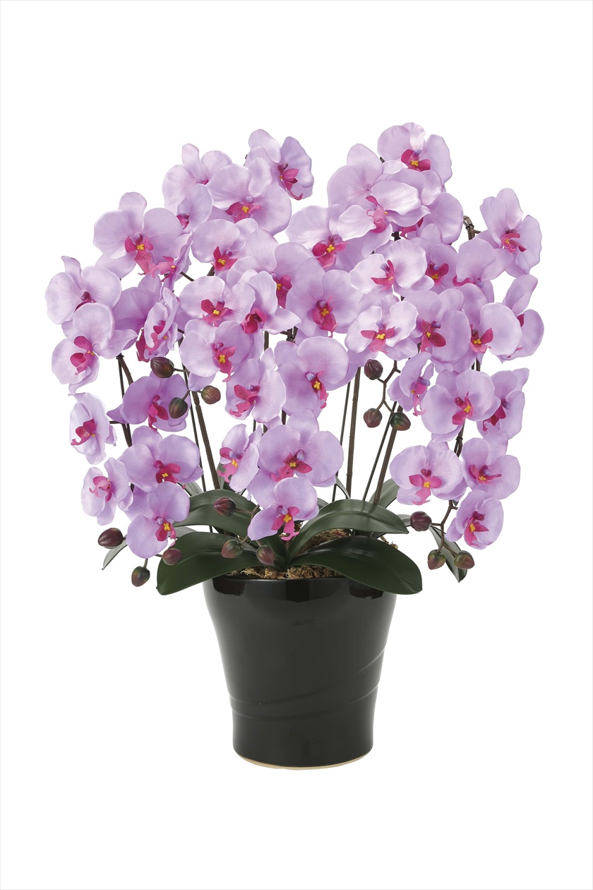 ｸｲ-ﾝ胡蝶蘭5本立L ※人工植物です。生花ではございません。