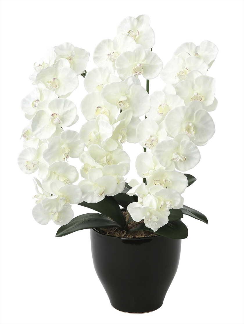 ﾌﾟﾚﾐｱﾑ胡蝶蘭W ※人工植物です。生花ではございません。