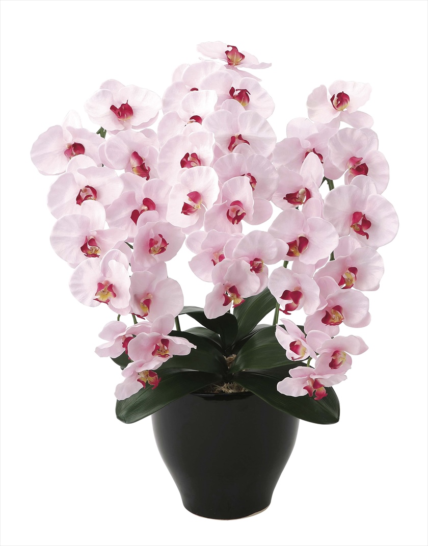 ﾌﾟﾚﾐｱﾑ胡蝶蘭P ※人工植物です。生花ではございません。