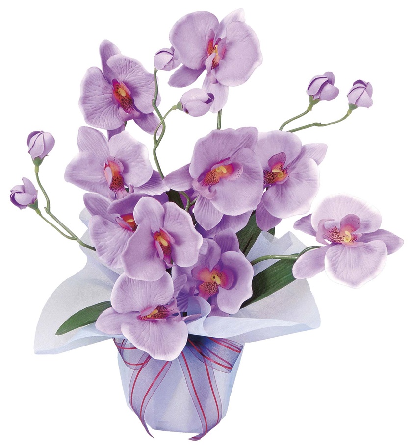 ﾎｯﾄﾌｧﾚﾉ ※人工植物です。生花ではございません。