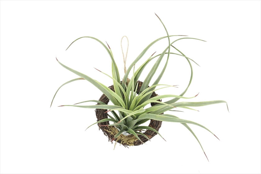 エア―プランツR（ポリ製） ※人工植物です。生花ではございません。