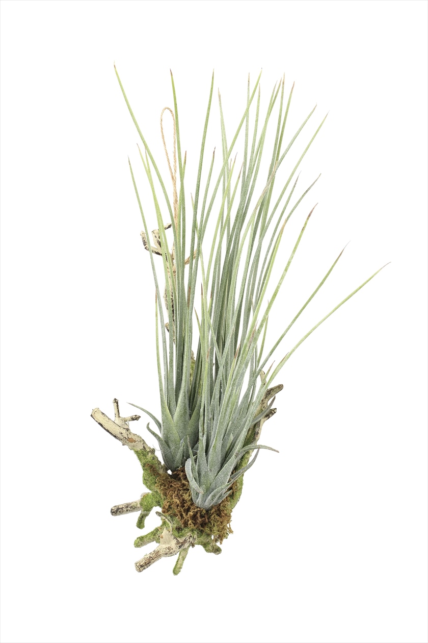 エア―プランツL（ポリ製） ※人工植物です。生花ではございません。