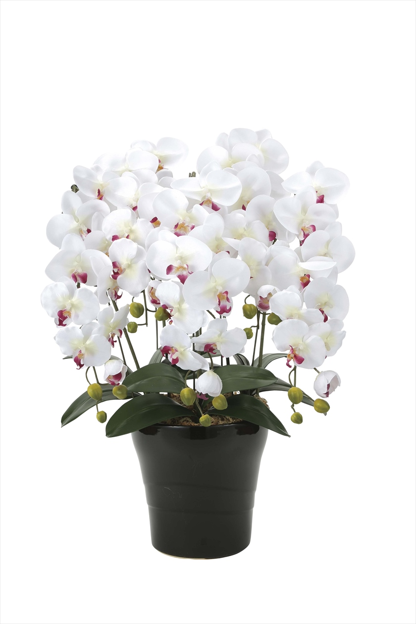 ｸｲ-ﾝ胡蝶蘭５本立W/AB ※人工植物です。生花ではございません。