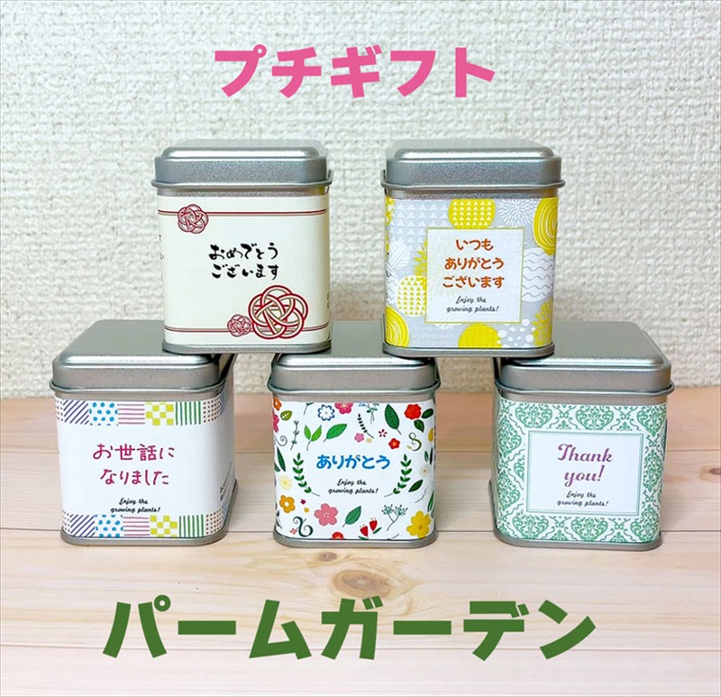 プチギフトパームガーデン（ラッピング無し）