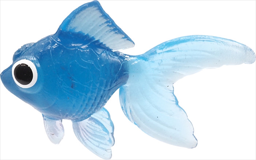 カラフルな熱帯魚　心がなごみます カラフルな熱帯魚心がなごみます